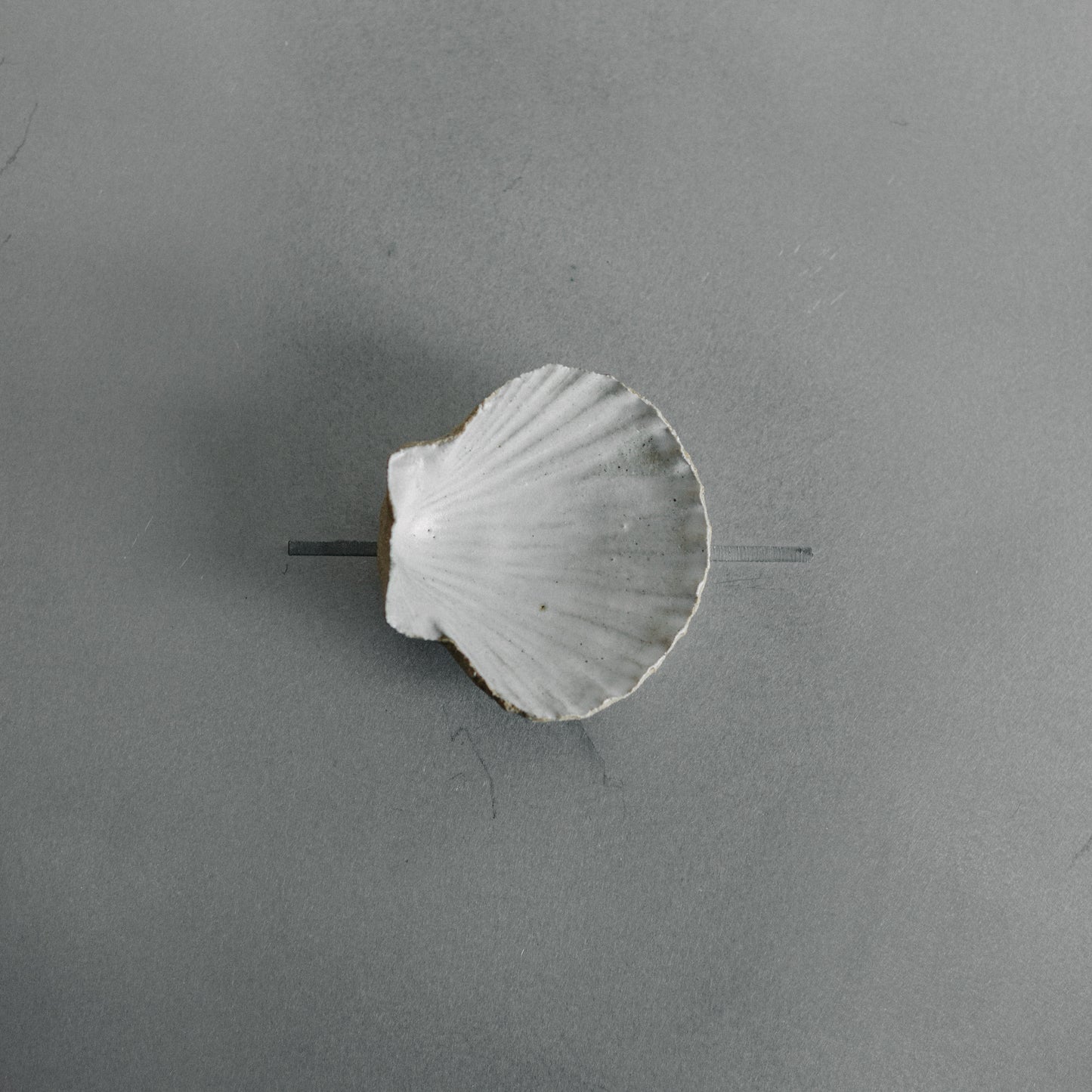 Shell Dish